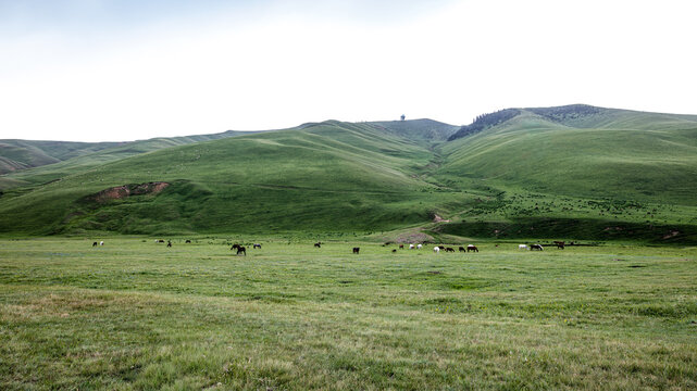 Landscape Kazachstan, ASSI. water, green, clubs, observatory, river, stream, 