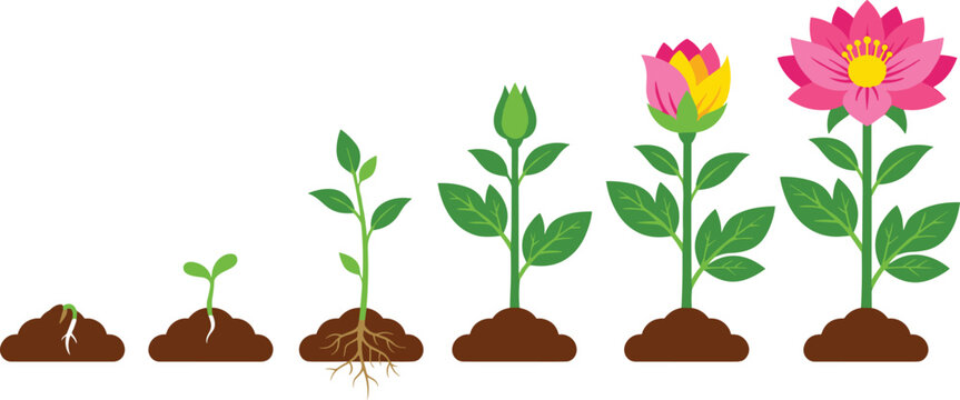 Flower Plant Lifecycle Development Vector Infographic Set with Seed Germination Sprout Root Growth Budding and Blooming Pink Lotus Flora Stages for Educational Designs