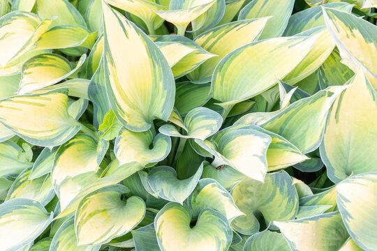 Lush variegated hosta undulata leaves with white and green patterns growing in a summer garden.Full frame texture of beautiful broad plantain lily hosta foliage creating a natural green and yellow bac
