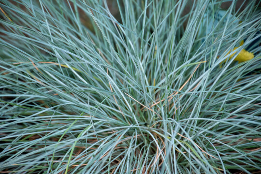 Close-up of blue fescue ornamental grass growing in a modern landscaped garden,Full frame texture of blue oat grass or festuca glauca creating a dense natural background.