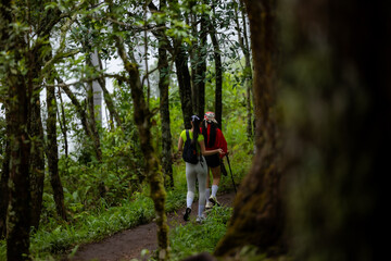 Fototapeta premium Woman hiking in rainforest. She loves hiking on nature trail. Enjoy adventure hiking in jungle.
