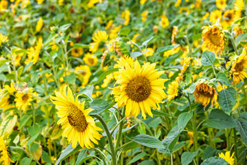 Obraz premium Beautiful flowering Sunflowers on a meadow