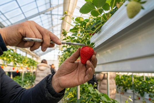 Farmer harvesting fresh red strawberry with scissors in greenhouse