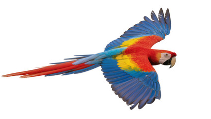 Obraz premium Scarlet Macaw parrot flying with wings spread wide