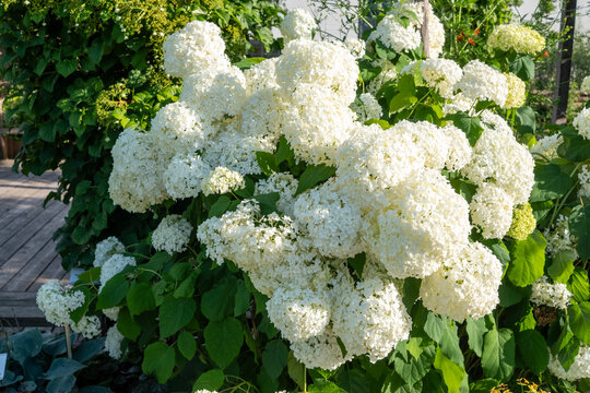 Plant of Hydrangea arborescens 'Annabelle' (Hydrangea arborescens 'Annabelle'), characterised by huge globose inflorescences of pure white colour