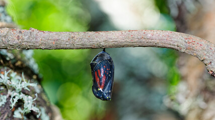 A monarch butterfly (Danaus plexippus) chrysallis has become transparent as it is nearly ready to hatch.  You can see the butterfly inside. © Kiwi Anne