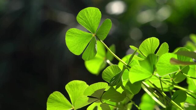 A closeup view of a cluster of bright green clover leaves on a stem with a blurred background
