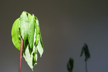 Sunlit avocado seedling with drooping leaves after transplanting into soil stands against dark background. Highlights plant stress symptoms, cultivation setbacks, and post-transplant adaptation. © tanyatorgonskaya