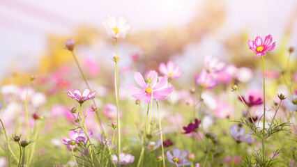 Obraz premium Golden Sunlight Over Blooming Cosmos Garden 