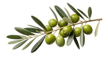 Green olives on branch with leaves © Cressida