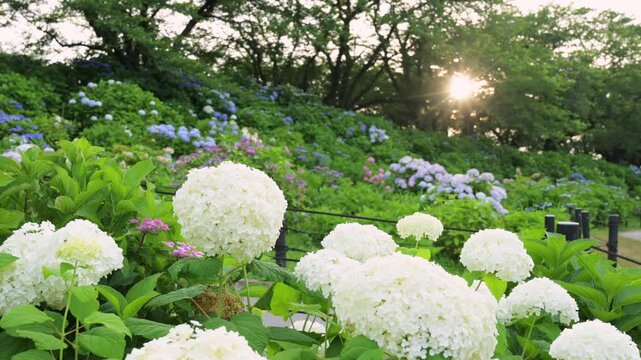 権現堂公園のアナベルと夕日の光芒