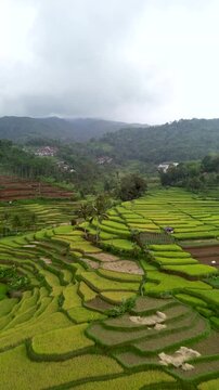 Aerial View of Lush Green Rice Terraces and Paddy Fields in Rural Indonesia Landscape