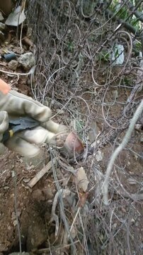 Close Up of Gloved Hands Tying Secure Knots and Wire Binding Outdoors
