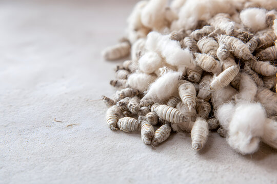 White silkworm cocoons gather in a pile on a clean surface. Natural silk production starts. Insect larvae create silk fiber for the fabric industry. The moth pupae stage follows.