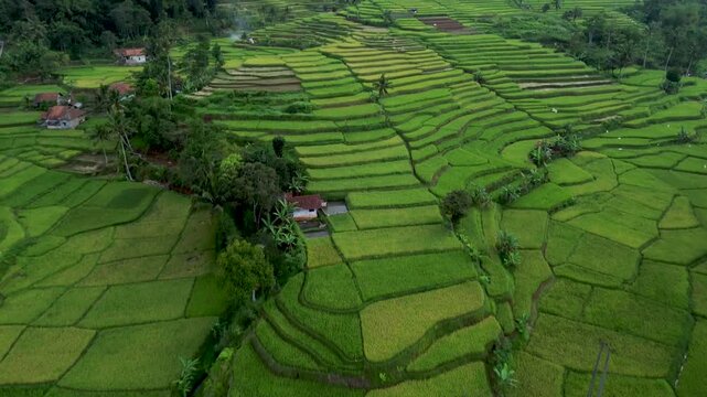 Aerial View of Lush Green Rice Terraces and Paddy Fields in Rural Indonesia Landscape