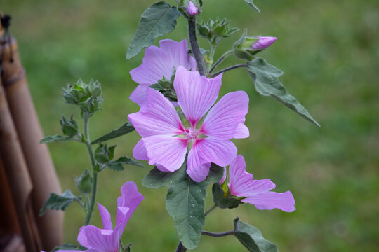 Pink mallow flowers blooming in natural green garden