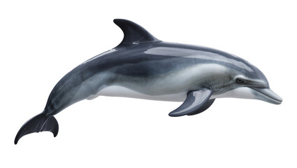 Gray dolphin swimming side view, white © Isadora