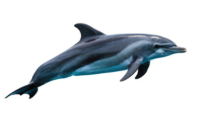 Fototapeta premium Gray dolphin swimming with sleek body and fins