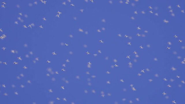 Zoomed view of midge flies flying in slow motion on a sunny day near Utah Lake in the summer.