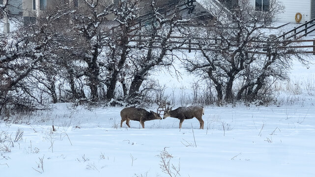 Deer touching noses in snowy residential yard