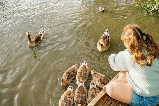 Child girl feeding goslings and waterfowl from a wooden dock