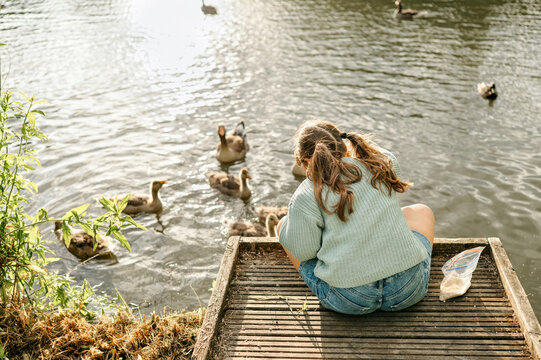 Child girl feeding waterfowl from a wooden dock