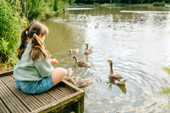 Child girl sitting on a dock watching waterfowl on a lake