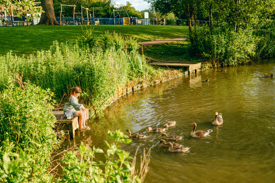 Child girl watching waterfowl beside a lake