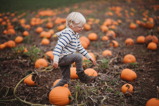 Blonde boy choosing farm pumpkins on cloudy Autumn day