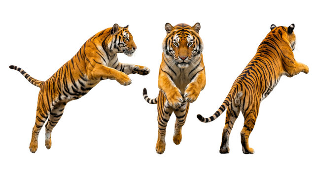 Jumping orange tiger from three angles isolated on transparent background