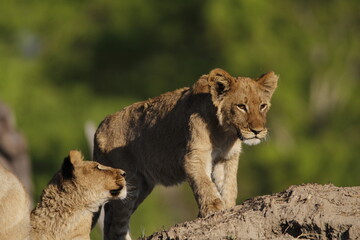 Fototapeta premium African lion with full dark mane with lioness and cubs in golden hour light across open savanna grassland, Hwange National Park, Zimbabwe. Wildlife portrait capturing natural pride behaviour