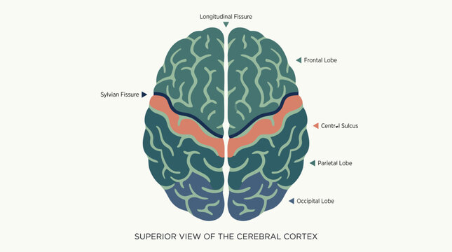 Superior view of the human cerebral cortex.