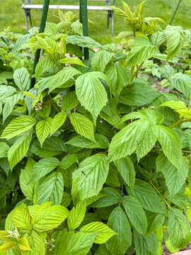 Cluster of raspberry bushes with green leaves