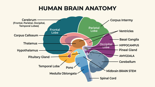 Detailed illustration of human brain anatomy.