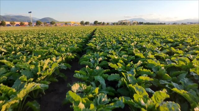Aerial view of a green sugar beet field with symmetrical rows of young plants.