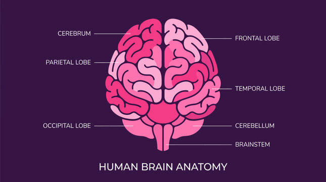 Detailed illustration of human brain anatomy.