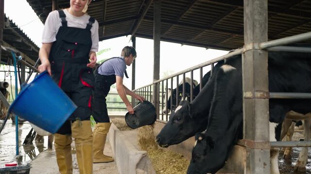 Caucasian man and woman dairy farmers working together at livestock farm. 