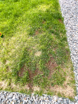 Uneven suburban lawn with exposed soil patches