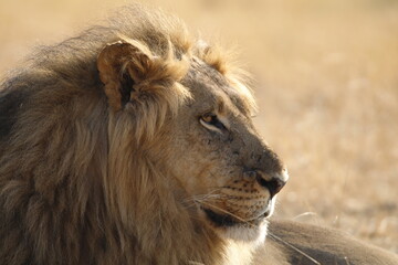  African lion with full dark mane with lioness and cubs in golden hour light across open savanna grassland, Hwange National Park, Zimbabwe. Wildlife portrait capturing natural pride behaviour © WildinAfrica