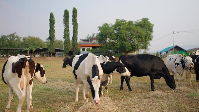 Group of black and white dairy cows eating hay in an outdoor farmyard. 