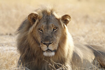  African lion with full dark mane with lioness and cubs in golden hour light across open savanna grassland, Hwange National Park, Zimbabwe. Wildlife portrait capturing natural pride behaviour © WildinAfrica