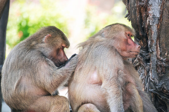 Cute pair of macaque monkeys at the zoo in nature
