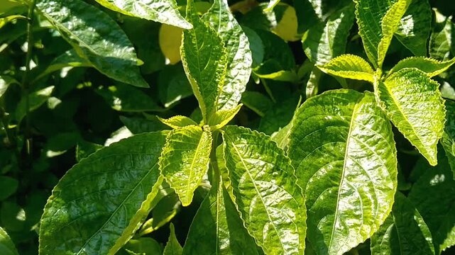 Strobilanthes crispa medicinal plant growing fresh in a tropical garden
