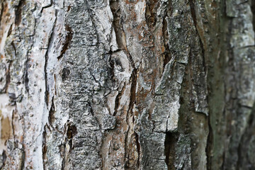 Fototapeta premium Rough Tree Bark Texture - Natural Patterns and Details in Wood