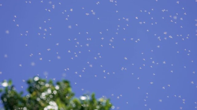 View of midge flies flying in the sky during the summer in Utah.