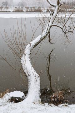 willow tree by winter