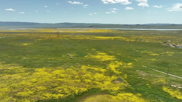 Carrizo Plain Wildflowers Super Bloom Aerial Shot Back Up - Filmed outside of National Monument California USA