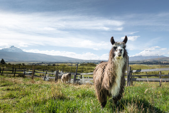 Cotopaxi National Park, Ecuador