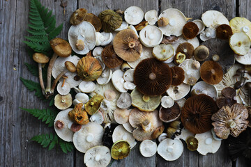 Fototapeta premium Variety of Wild Mushrooms on Wooden Surface with Green Ferns