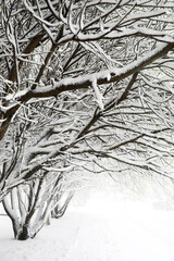 Fototapeta premium Snow-Covered Trees Forming a Natural Winter Tunnel in Serene Winter Landscape